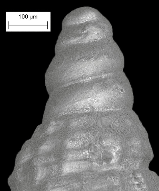 Cerithiopsis vinca Olsson and Harbison, 1953 Fossil