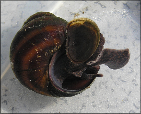 Viviparus georgianus (I. Lea, 1834) Banded Mysterysnail