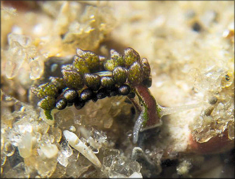 Ercolania viridis (A. Costa, 1866)