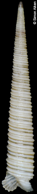 Viriola corrugata Hinds, 1843