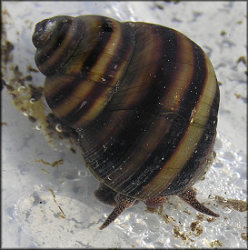 Viviparus georgianus (I. Lea, 1834) Banded Mysterysnail