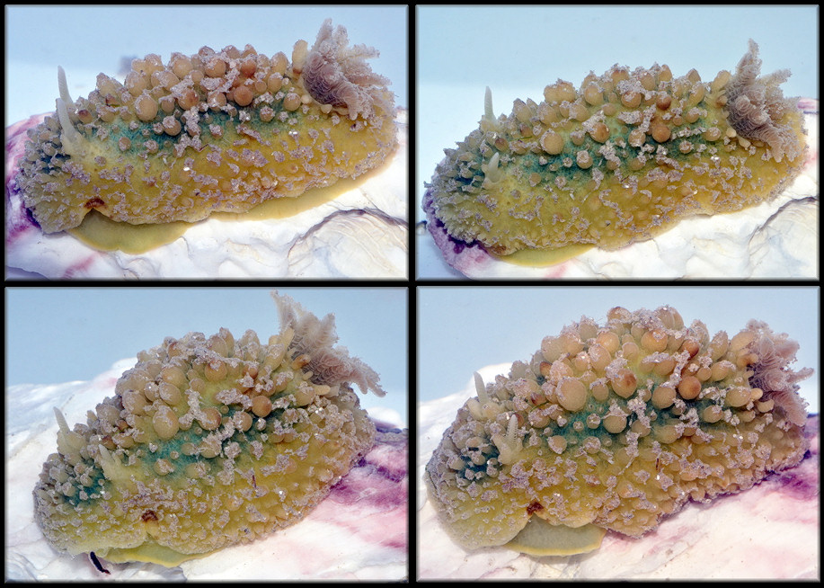 Doris verrucosa Linnaeus 1758 Sponge Slug