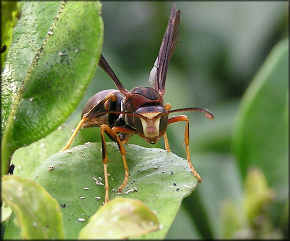 Paper Wasp [Polistes metricus]