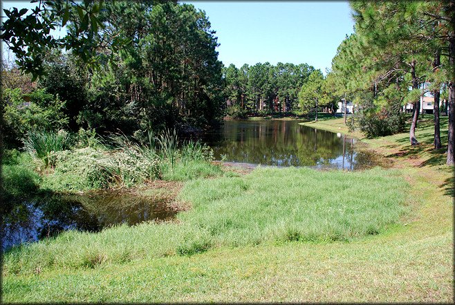 View of the lake where the egg clutches and live Pomacea were found