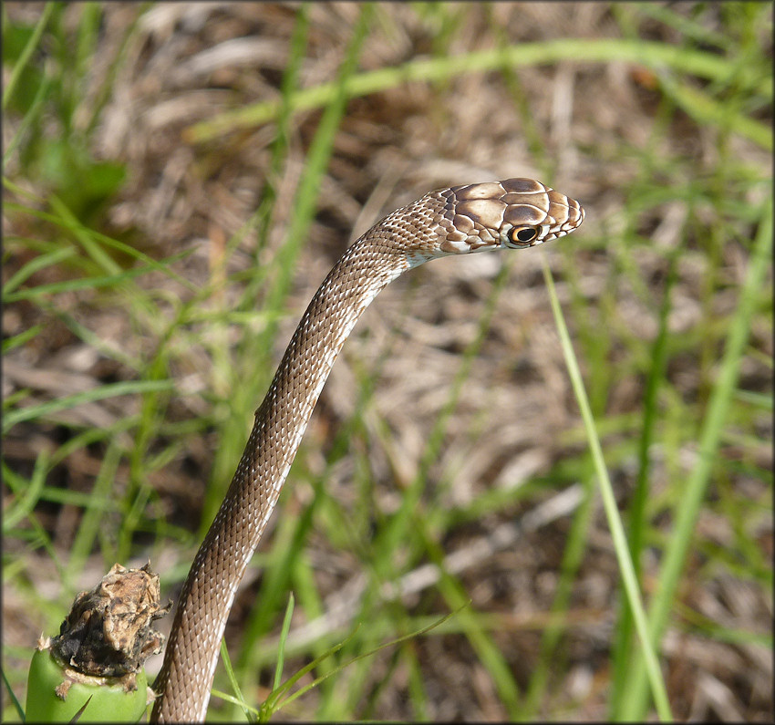 Eastern Coachwhip [Masticophis flagellum flagellum Shaw, 1802]