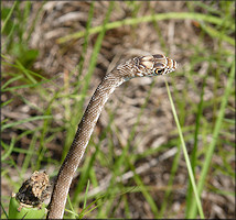 Eastern Coachwhip [Masticophis flagellum flagellum Shaw, 1802]