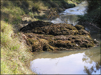 Ditch Aquatic Vegetation Conglomoration