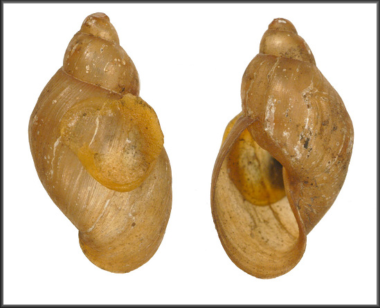 Pseudisidora producta (Mighels, 1845)