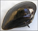 Canthyria spinosa (I. Lea, 1836) Altamaha Spinymussel
