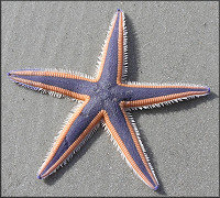 Astropecten articulatus (Say, 1825) Margined Sea Star