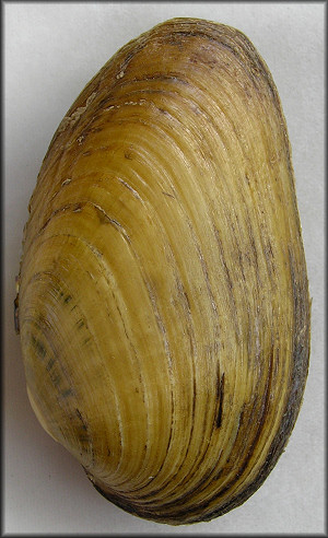 Ptychobranchus fasciolaris (Rafinesque, 1820) Kidneyshell