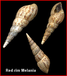 Melanoides tuberculata (Mller, 1774) Red-rim Melania