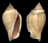 Gibberulus gibberulus albus (Mrch, 1850)