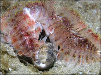 Bulla occidentalis A. Adams, 1850 Western Striate Bubble And Fireworm Preadator