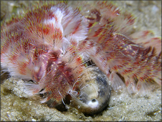 Bulla occidentalis A. Adams, 1850 Western Striate Bubble And Fireworm Preadator