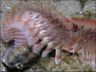 Bulla occidentalis A. Adams, 1850 Western Striate Bubble And Fireworm Preadator