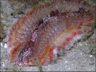 Bulla occidentalis A. Adams, 1850 Western Striate Bubble And Fireworm Preadator