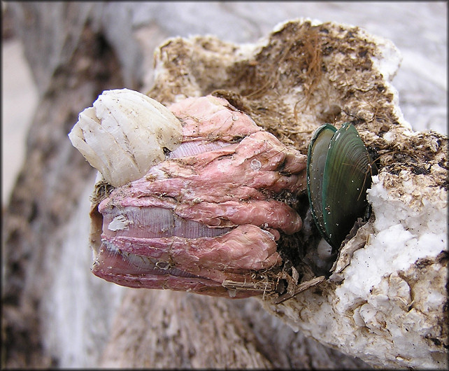 Perna viridis (Linnaeus, 1758) Asian Green Mussel