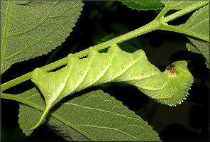 Waved Sphinx Moth Caterpillar [Cratomia undulosa]