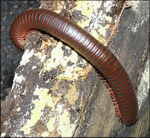 American Giant Millipede [Narceus americanus]