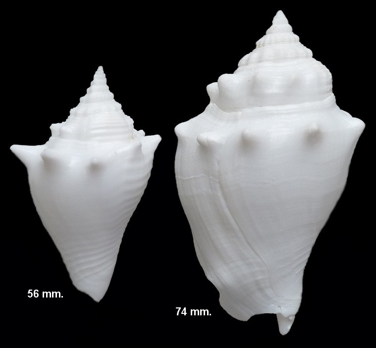 Strombus alatus Gmelin, 1791 Florida Fighting Conch Albinos