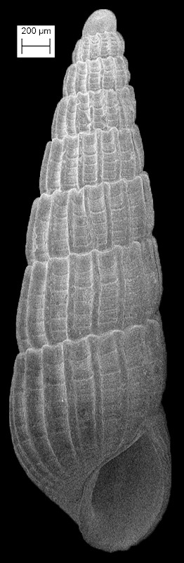 Turbonilla (Pyrgiscus) pupoides (d’Orbigny, 1841) Pupiform Turbonille