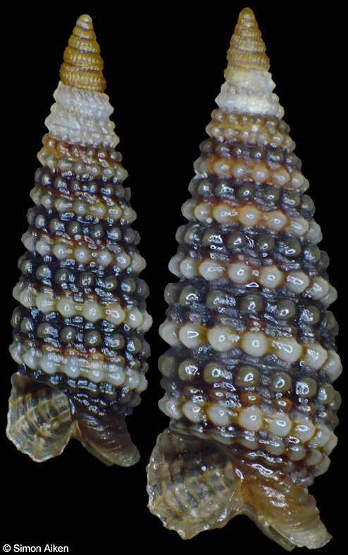Aclophora xystica (Jousseaume, 1844)