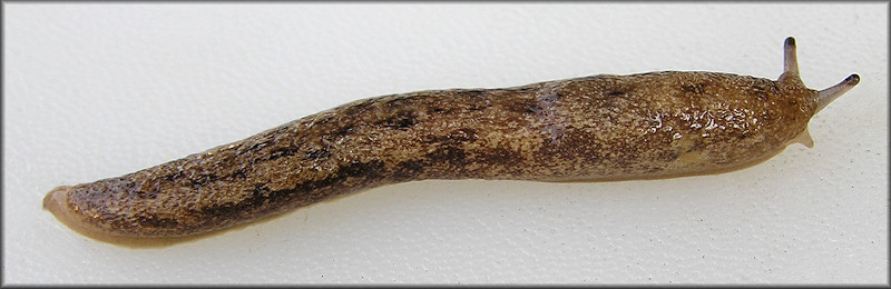 Philomycus carolinianus (Bosc. 1802) Carolina Mantleslug