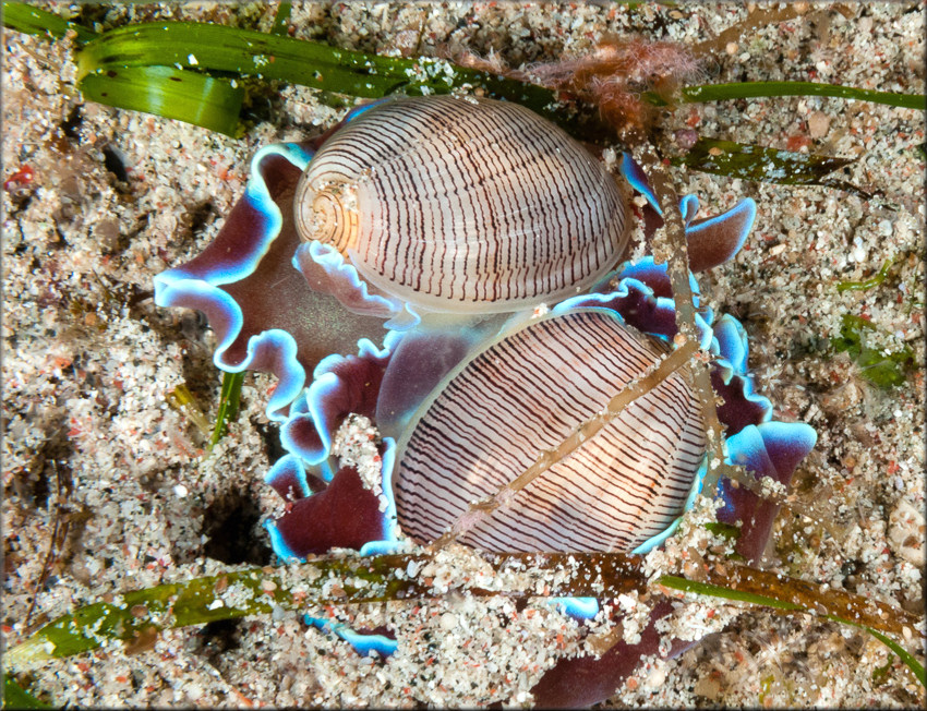 Hydatina physis (Linnaeus, 1758) Brown-line Paperbubble Mating