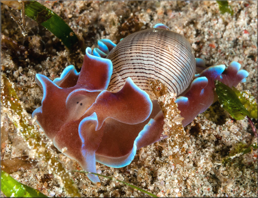 Hydatina physis (Linnaeus, 1758) Brown-line Paperbubble