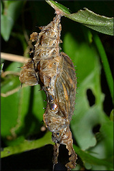 Zebra Longwing Heliconius charitonius Chrysalis