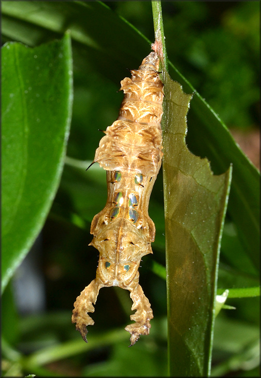 Zebra Longwing [Heliconius charitonius] Chrysalis