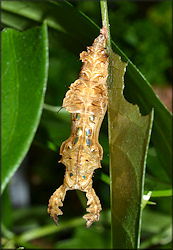 Zebra Longwing Heliconius charitonius Chrysalis