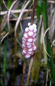 Pomacea paludosa (Say, 1829) Florida Applesnail Eggs In situ