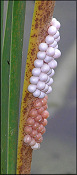 Pomacea paludosa (Say, 1829) Florida Applesnail Eggs In situ