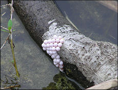 Pomacea paludosa (Say, 1829) Florida Applesnail Eggs In situ